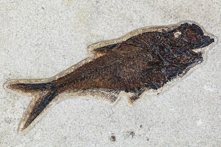 Fossil Fish (Diplomystus) - Green River Formation, Inch Layer #107475
